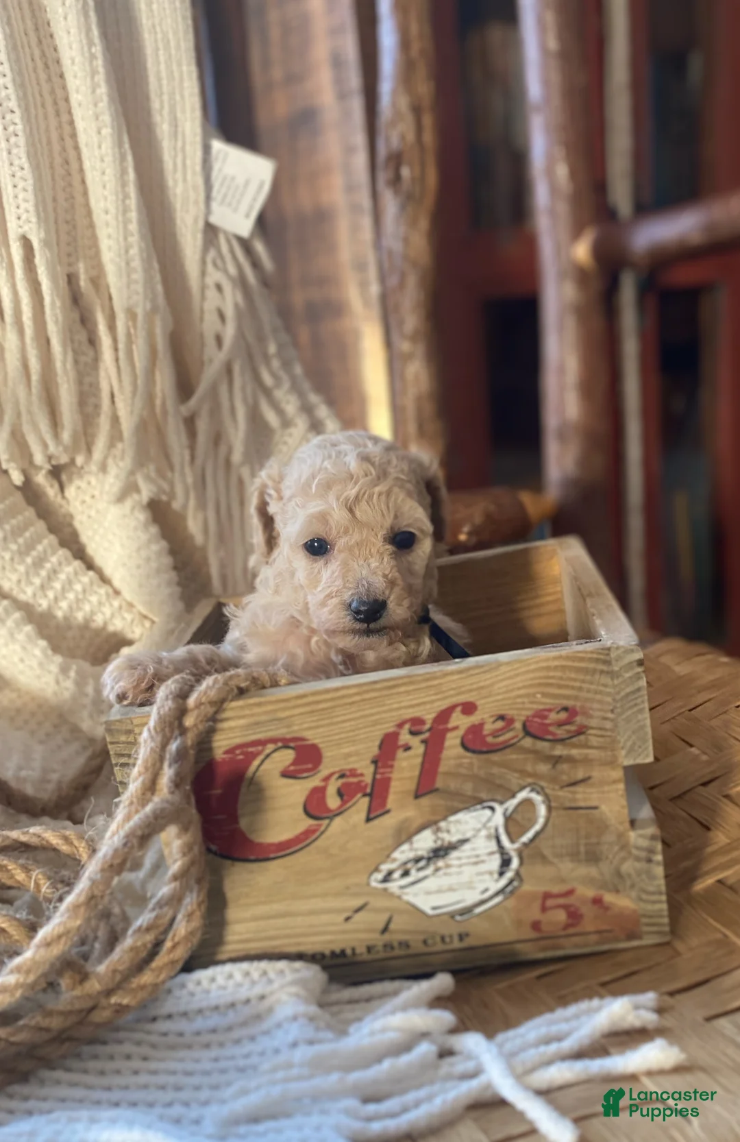 Toy Poodle dogs for sale: SWEET CAMERON  - Ad 13