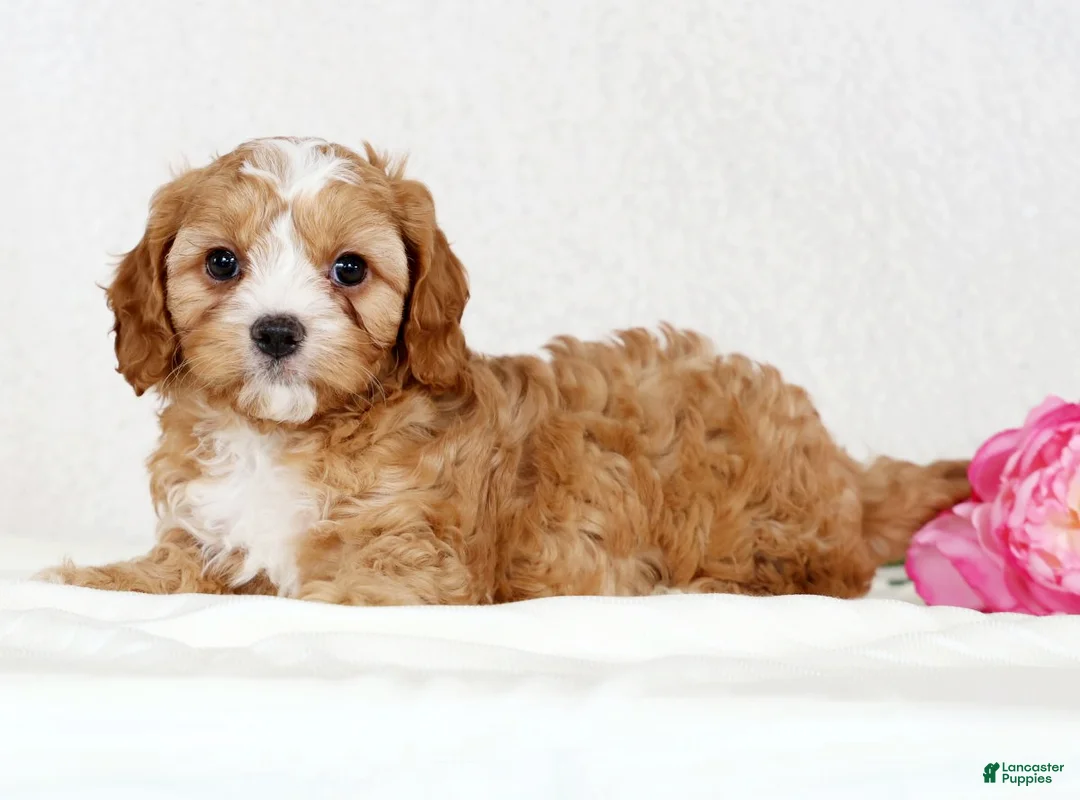 Cavapoo dogs for sale: Crystal - Ad 2