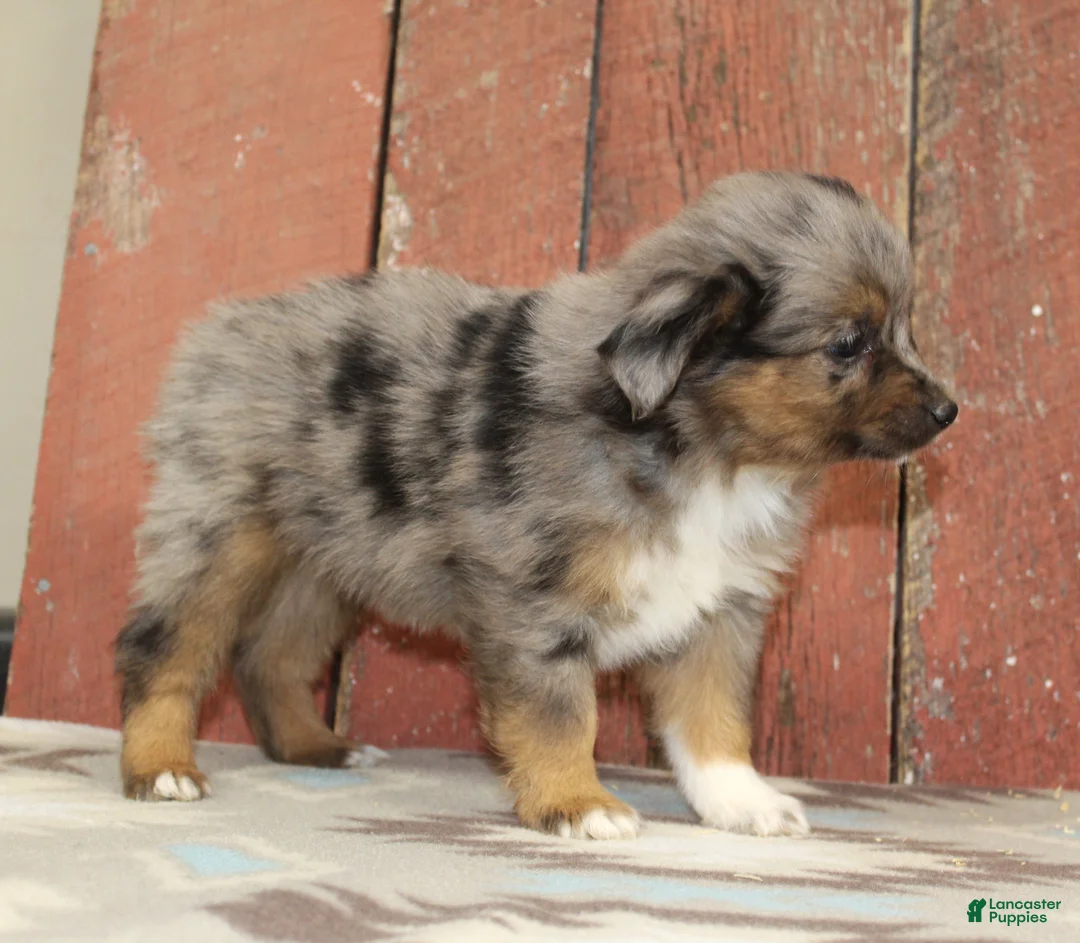 Miniature Australian Shepherd dogs for sale: Miniature Australian Shepherd 3 - Ad 1