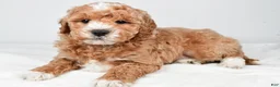 Mini Goldendoodle dogs for sale: Colton - Ad 4
