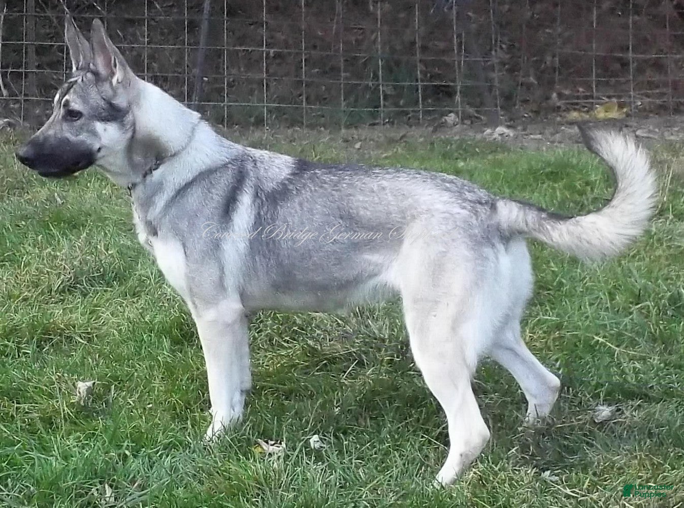 German Shepherd dogs for sale: Sadie - Ad 3