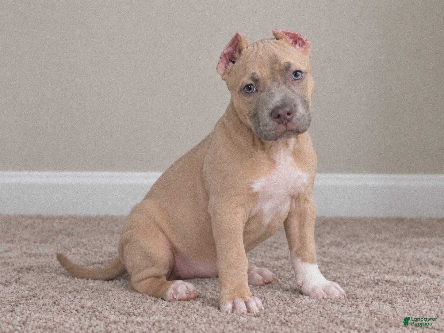 American Bully dogs Katara  - Ad 2