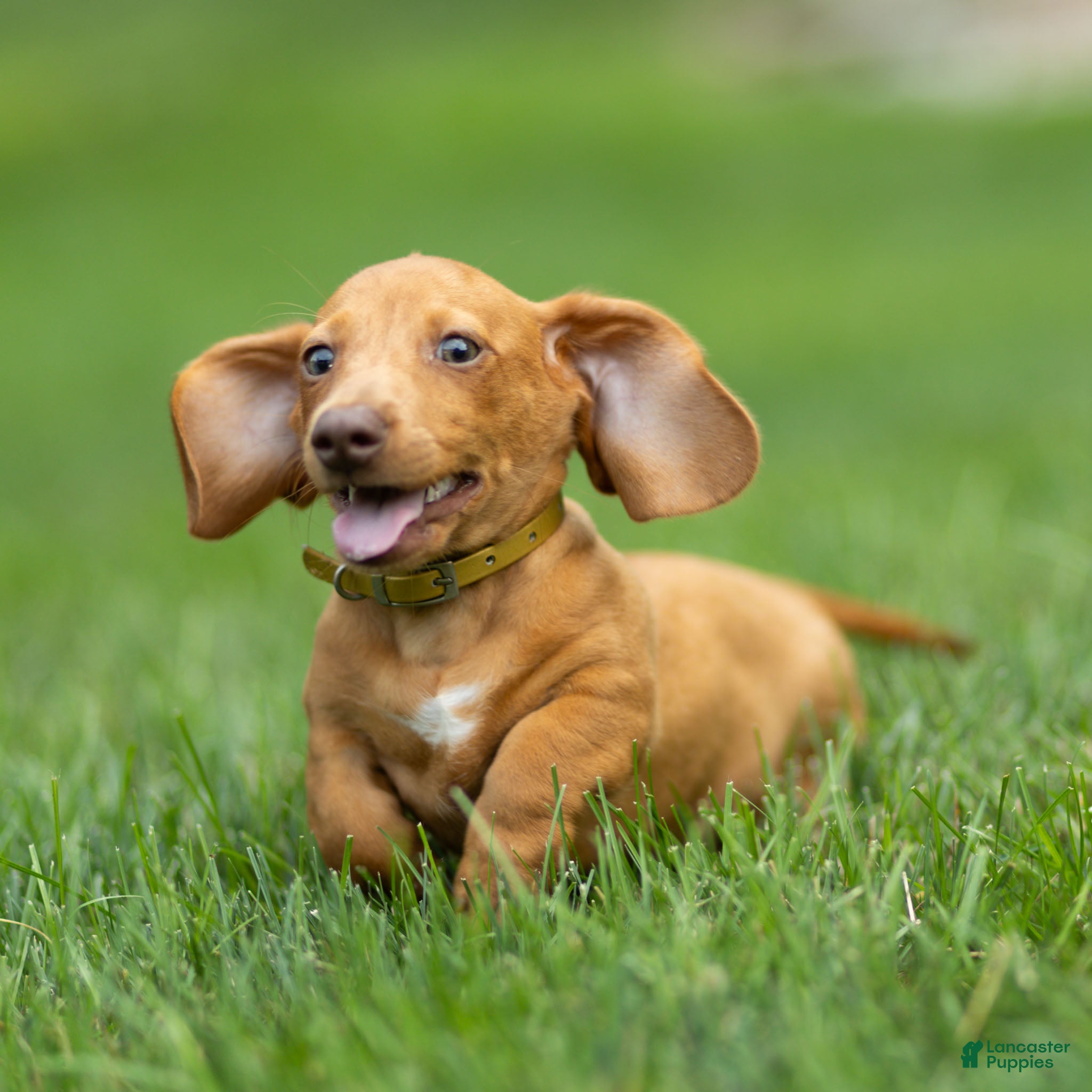 Miniature Dachshund dogs Mylan Miniature Dachshund  - Ad 2