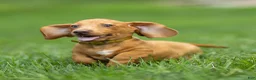 Miniature Dachshund dogs for sale: Mylan Miniature Dachshund  - Ad 6