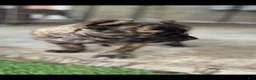 Cane Corso dogs for sale: Monte Carlo  - Ad 10