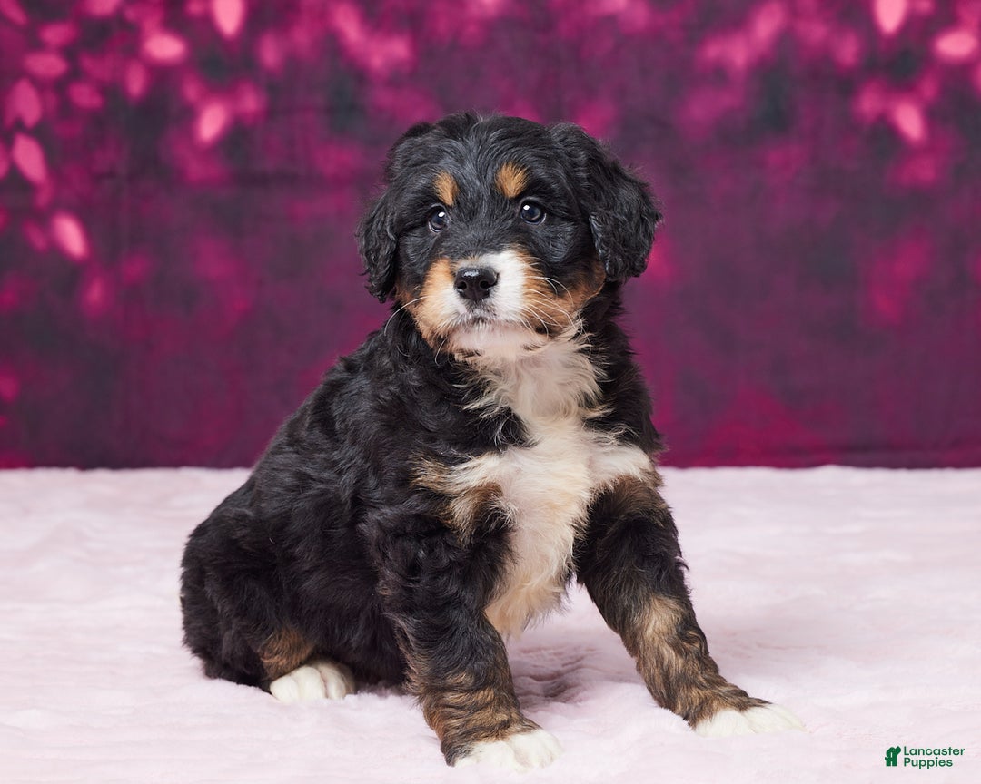 Bernedoodle dogs for sale: Gloria - Ad 4