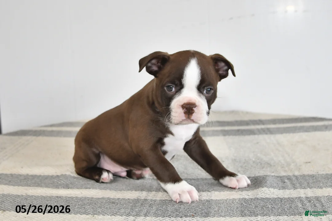 Boston Terrier dogs for sale: Fritz - Ad 3