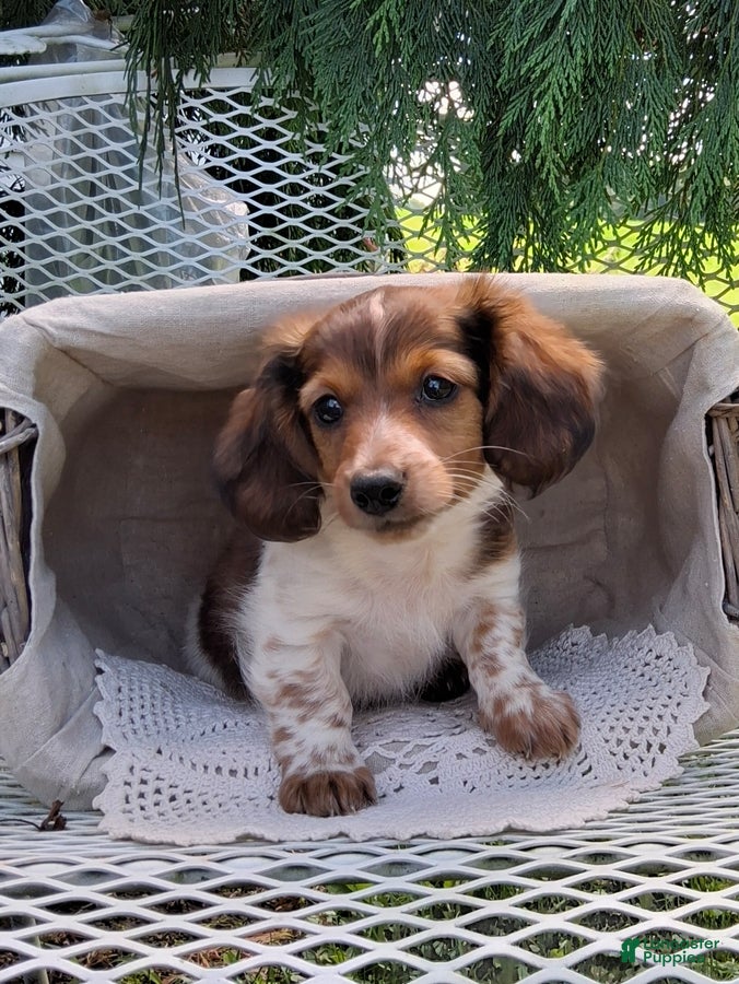 Miniature Dachshund dogs Champ - Ad 2