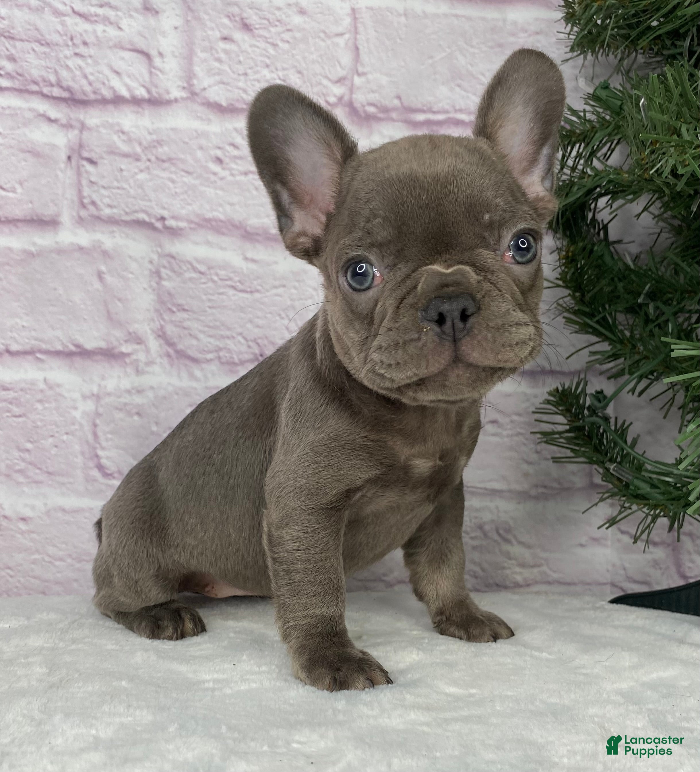 French Bulldog dogs Paisley  - Ad 36