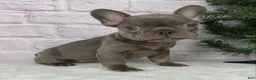 French Bulldog dogs for sale: Paisley  - Ad 1