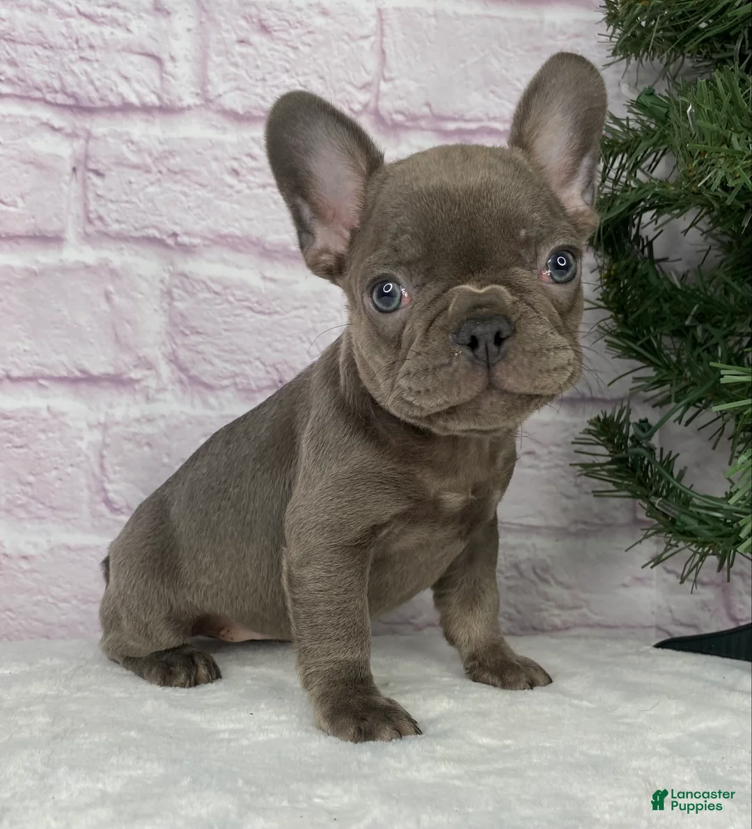 French Bulldog dogs for sale: Paisley  - Ad 1