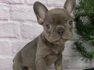 French Bulldog dogs Paisley - Ad 41
