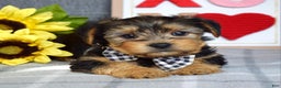 Yorkshire Terrier dogs for sale: Hank  - Ad 9