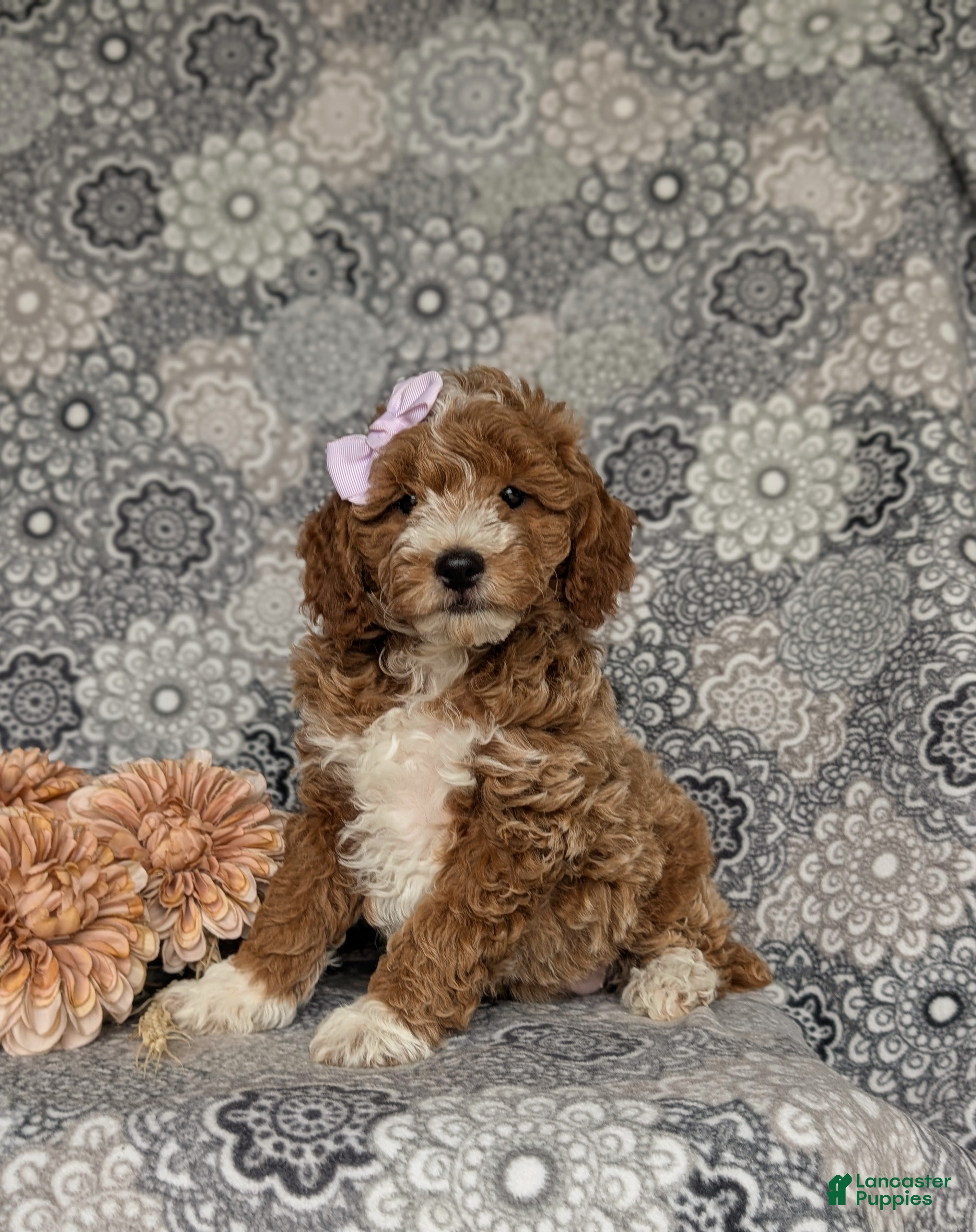 Miniature Poodle dogs Peyton - Ad 1