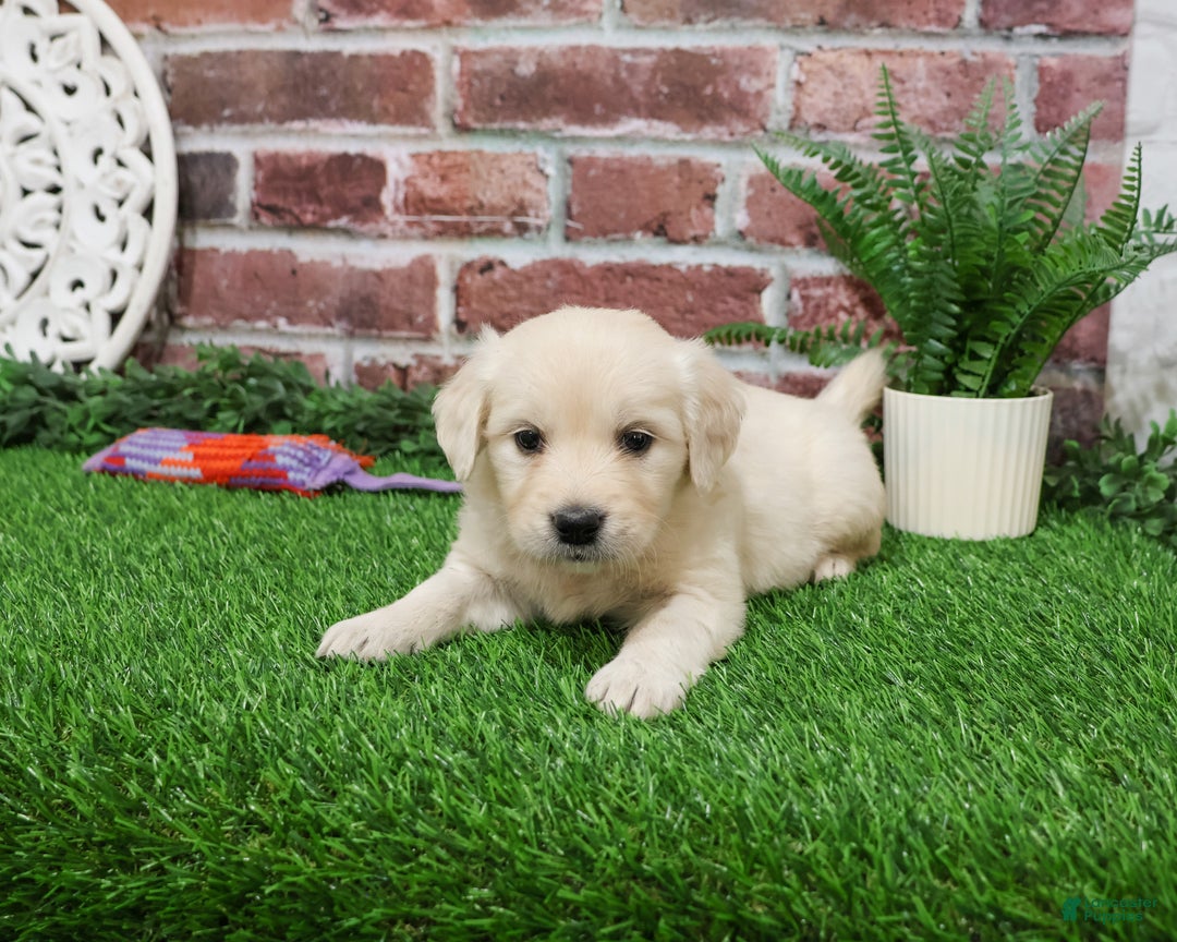 Golden Retriever dogs for sale: Nora - Ad 3