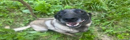 Belgian Malinois dogs for sale: Belgian Malinois 2 - Ad 11