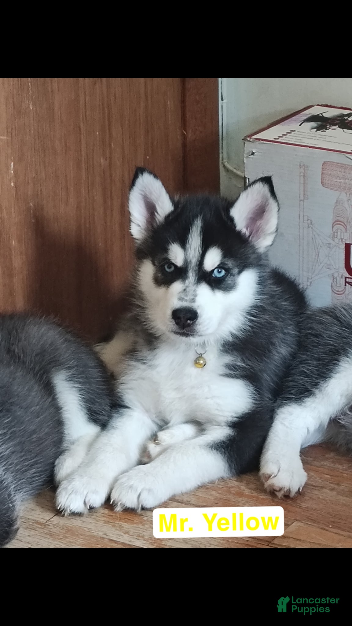 Mixed Breed dogs for sale: Mr. Yellow - Ad 3