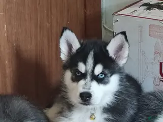 Mixed Breed dogs Mr. Yellow - Ad 3