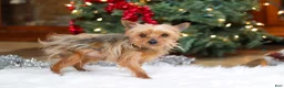 Yorkshire Terrier dogs for sale: Trevor - Ad 13