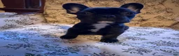 French Bulldog dogs for sale: French Bulldog 2 - Ad 5