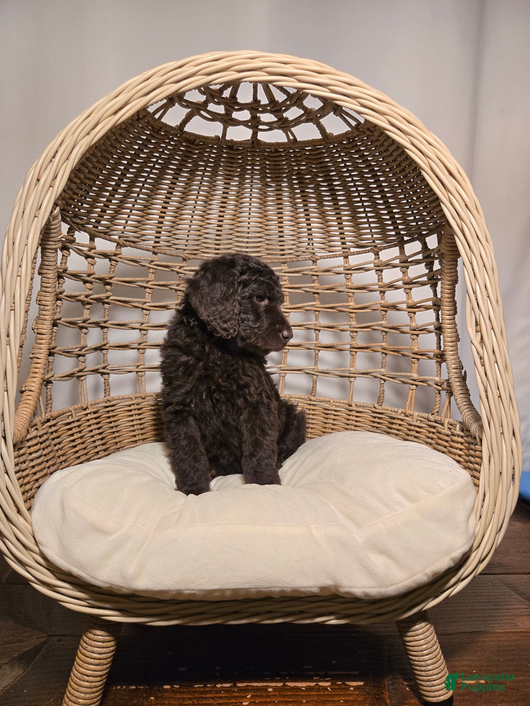 Goldendoodle dogs for sale: Coffee - Ad 3