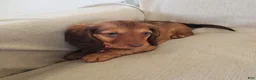 Miniature Dachshund dogs for sale: GRACIE - Ad 3