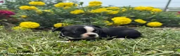 Boston Terrier dogs for sale: Tracy - Ad 3