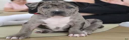 American Pit Bull Terrier dogs for sale: Luna - Ad 3