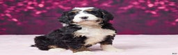 Bernedoodle dogs for sale: Ginger - Ad 4