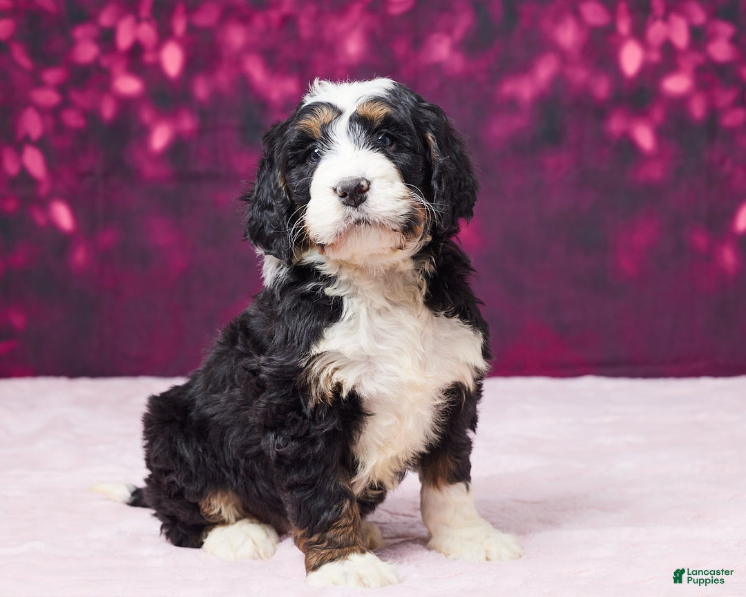 Bernedoodle dogs for sale: Ginger - Ad 4