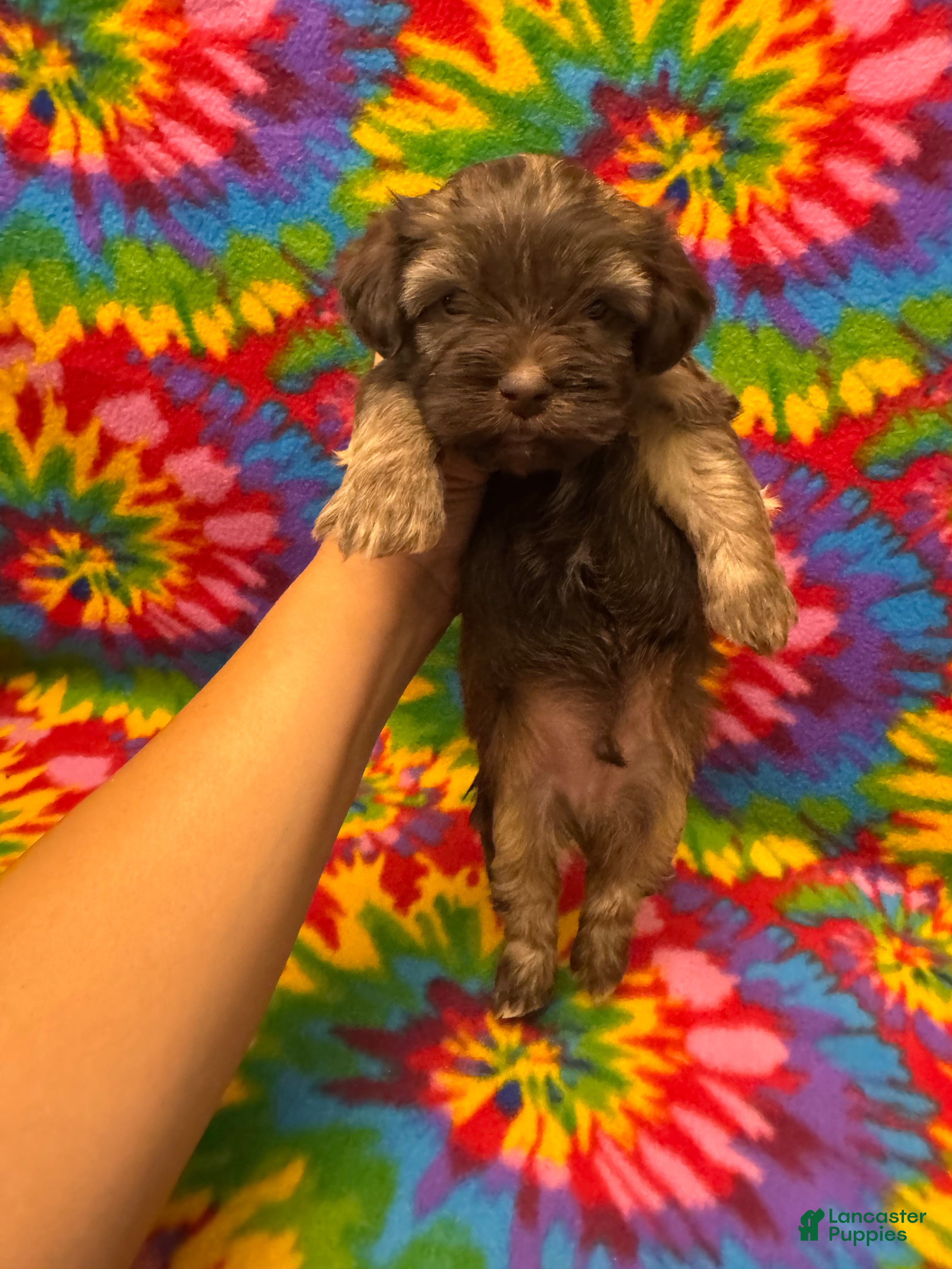 Havanese dogs Lincoln - Ad 2