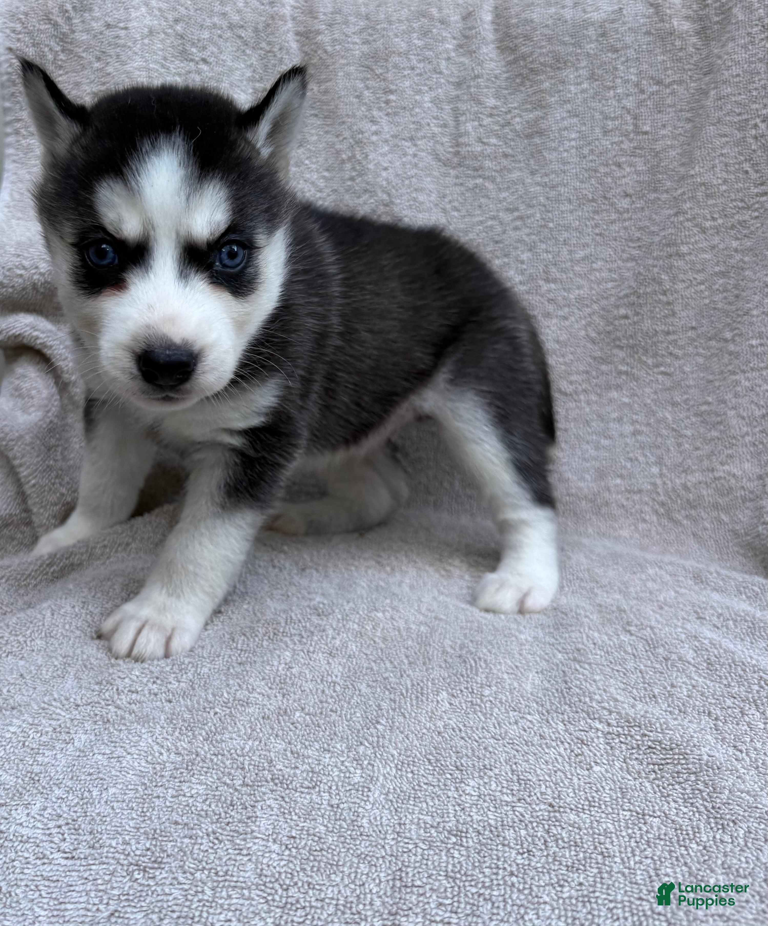 Siberian Husky dogs Sierra - Ad 2