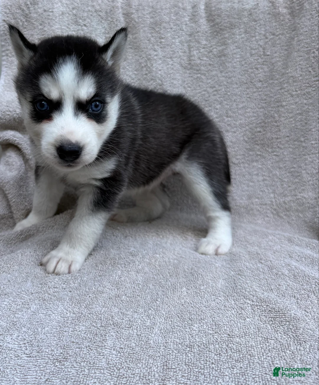 Siberian Husky dogs for sale: Sierra - Ad 2