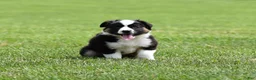 Miniature Australian Shepherd dogs for sale: Cash - Ad 7