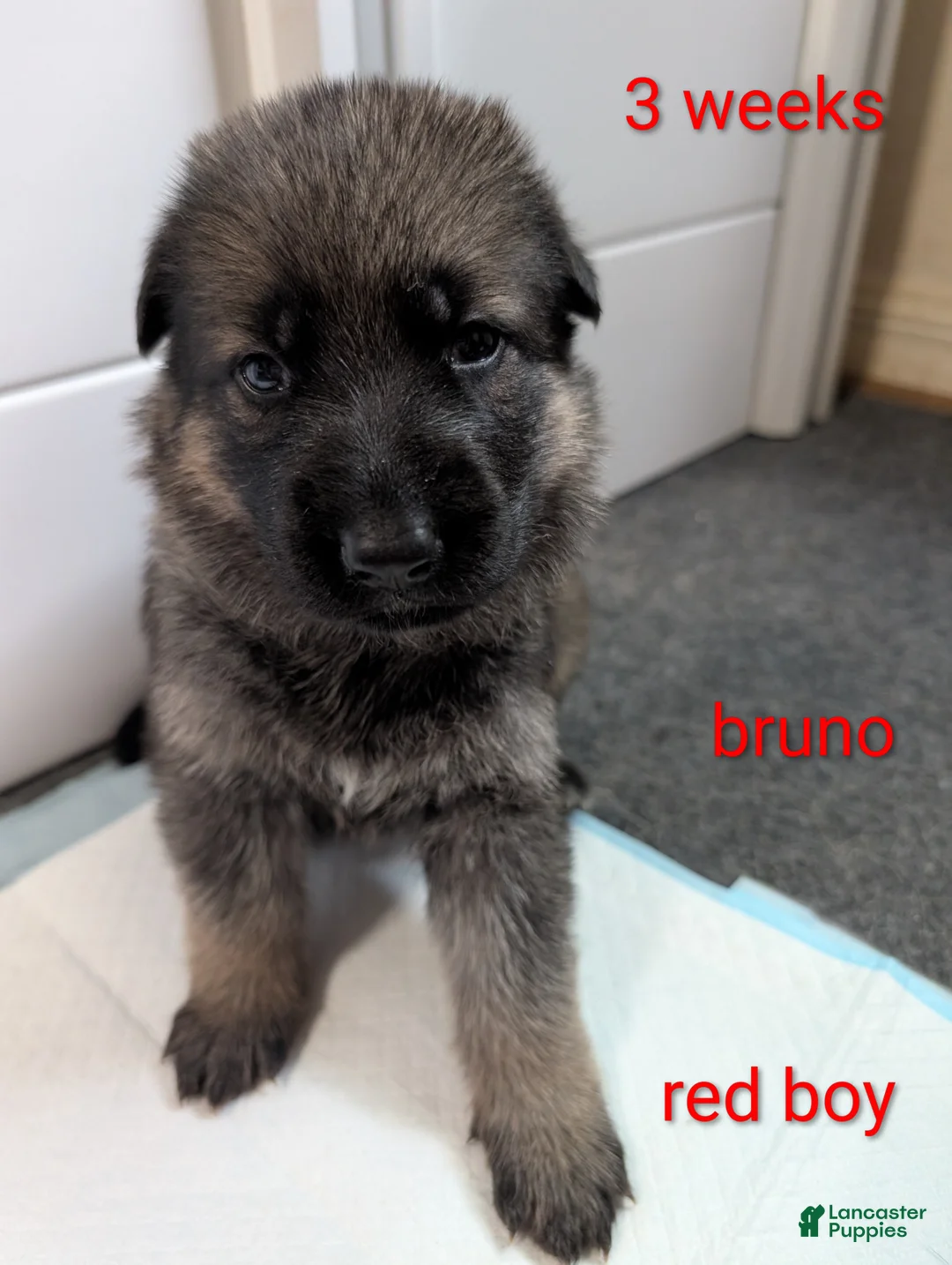 German Shepherd dogs for sale: Bruno - Ad 2