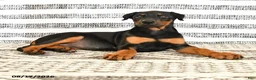 Doberman Pinscher dogs for sale: Dixie - Ad 4