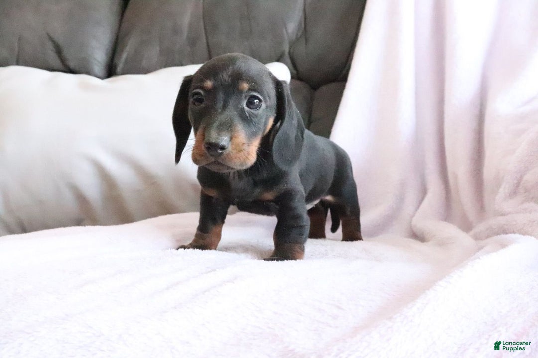 Miniature Dachshund dogs for sale: Sprinkles - Ad 2