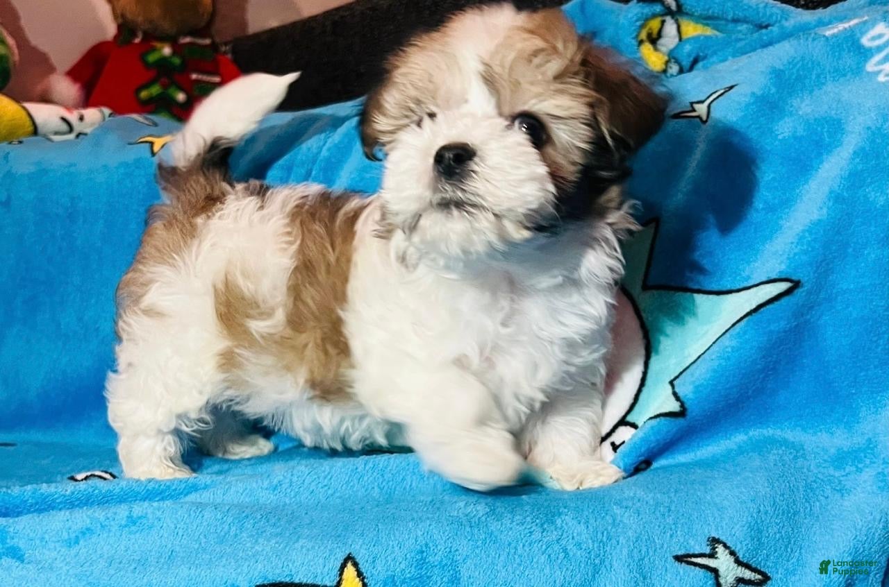 Maltipoo dogs Ginger  - Ad 2