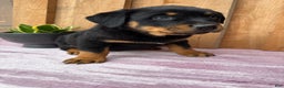 Rottweiler dogs for sale: Rex - Ad 4