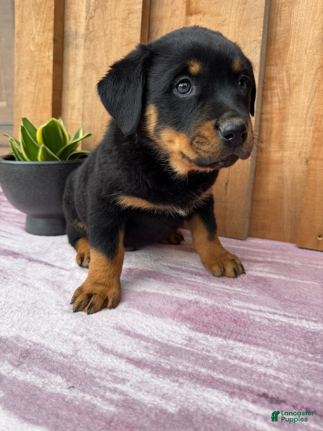 Rottweiler dogs for sale: Rex - Ad 4
