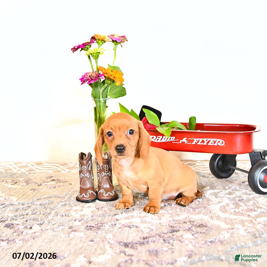 Miniature Dachshund dogs Candy - Ad 2