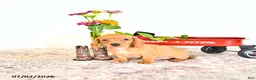 Miniature Dachshund dogs for sale: Candy - Ad 2