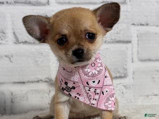 Chihuahua dogs Chihuahua Puppy 2 - Ad 7