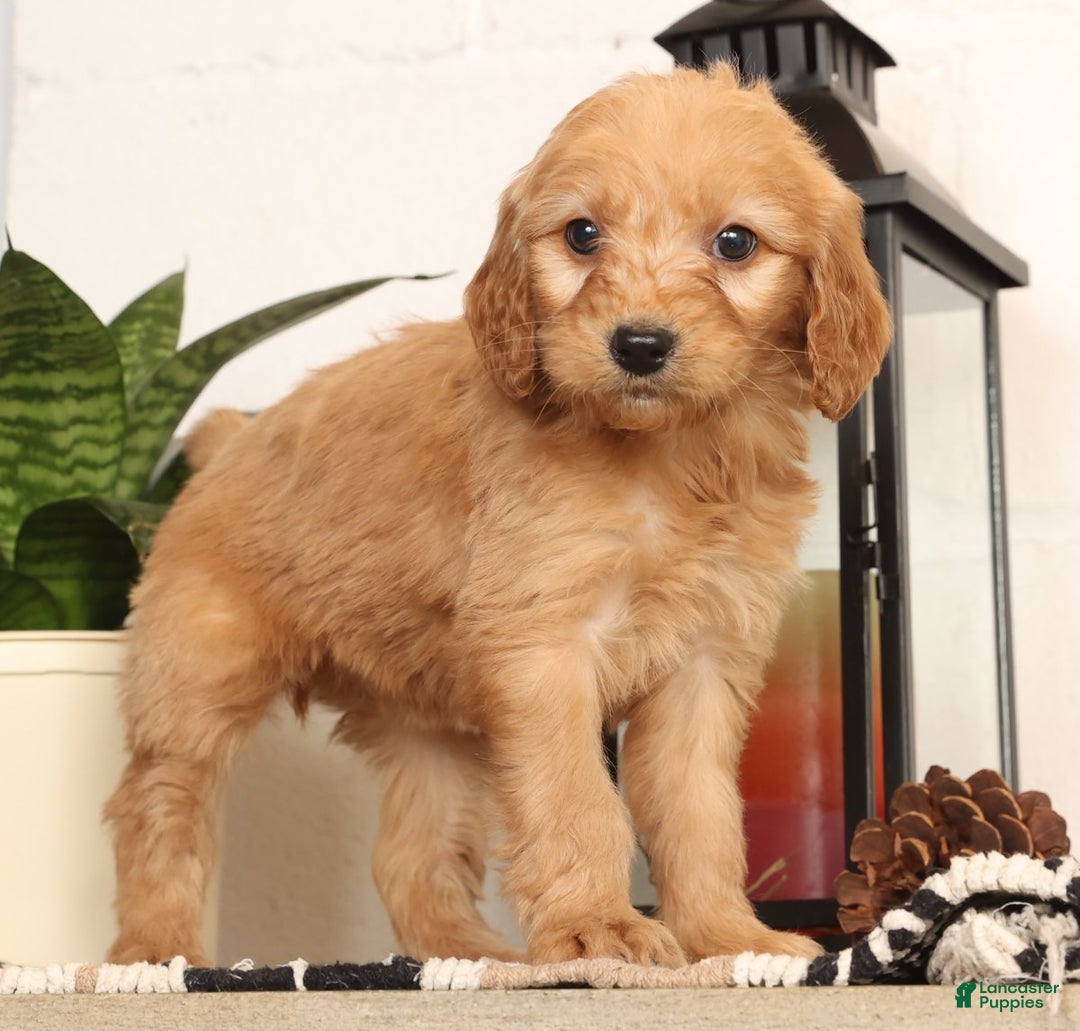 Mini Goldendoodle dogs for sale: Missy - Ad 3