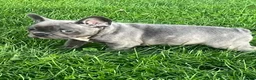 French Bulldog dogs for sale: Flint French Bulldog  - Ad 7