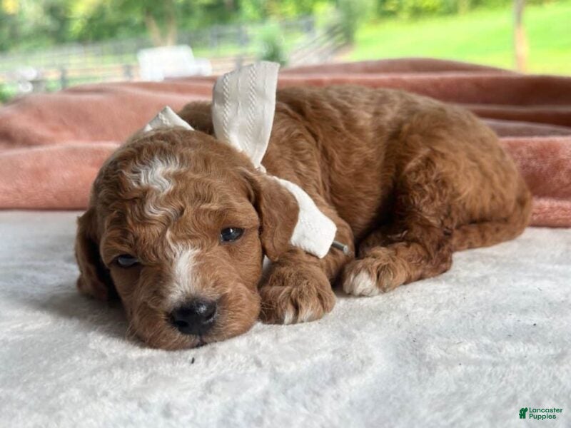 Mini Goldendoodle dogs Raya - Ad 1