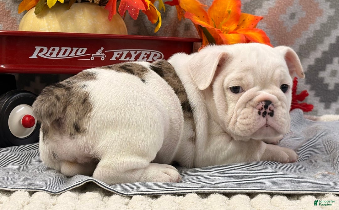 English Bulldog dogs for sale: Nadia - Ad 4