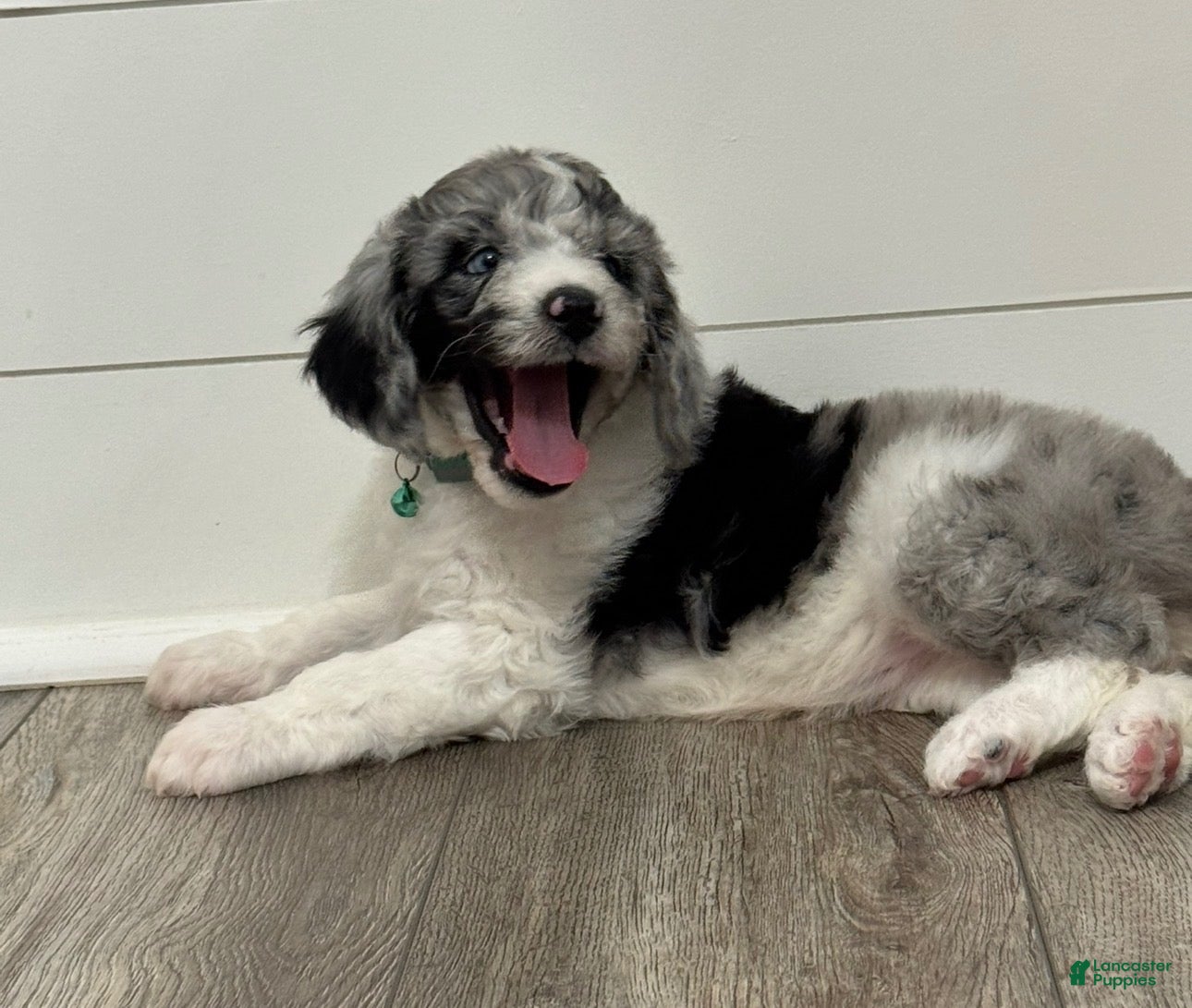 Aussiedoodle dogs for sale: Jasmine - Ad 26