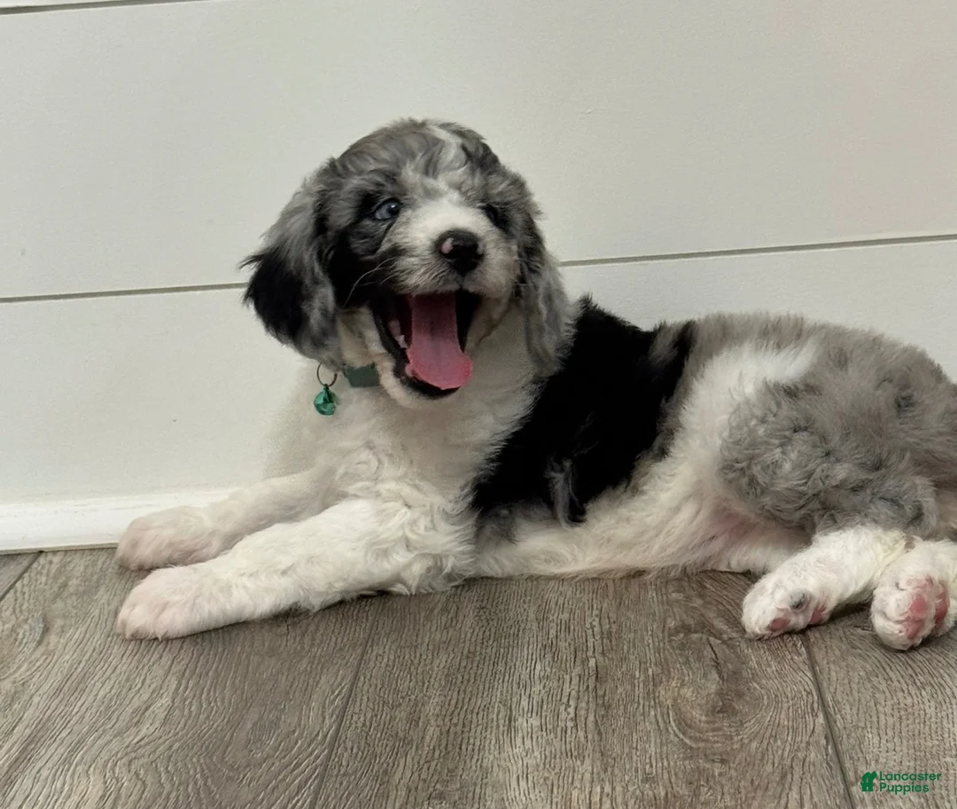 Aussiedoodle dogs for sale: Jasmine - Ad 1