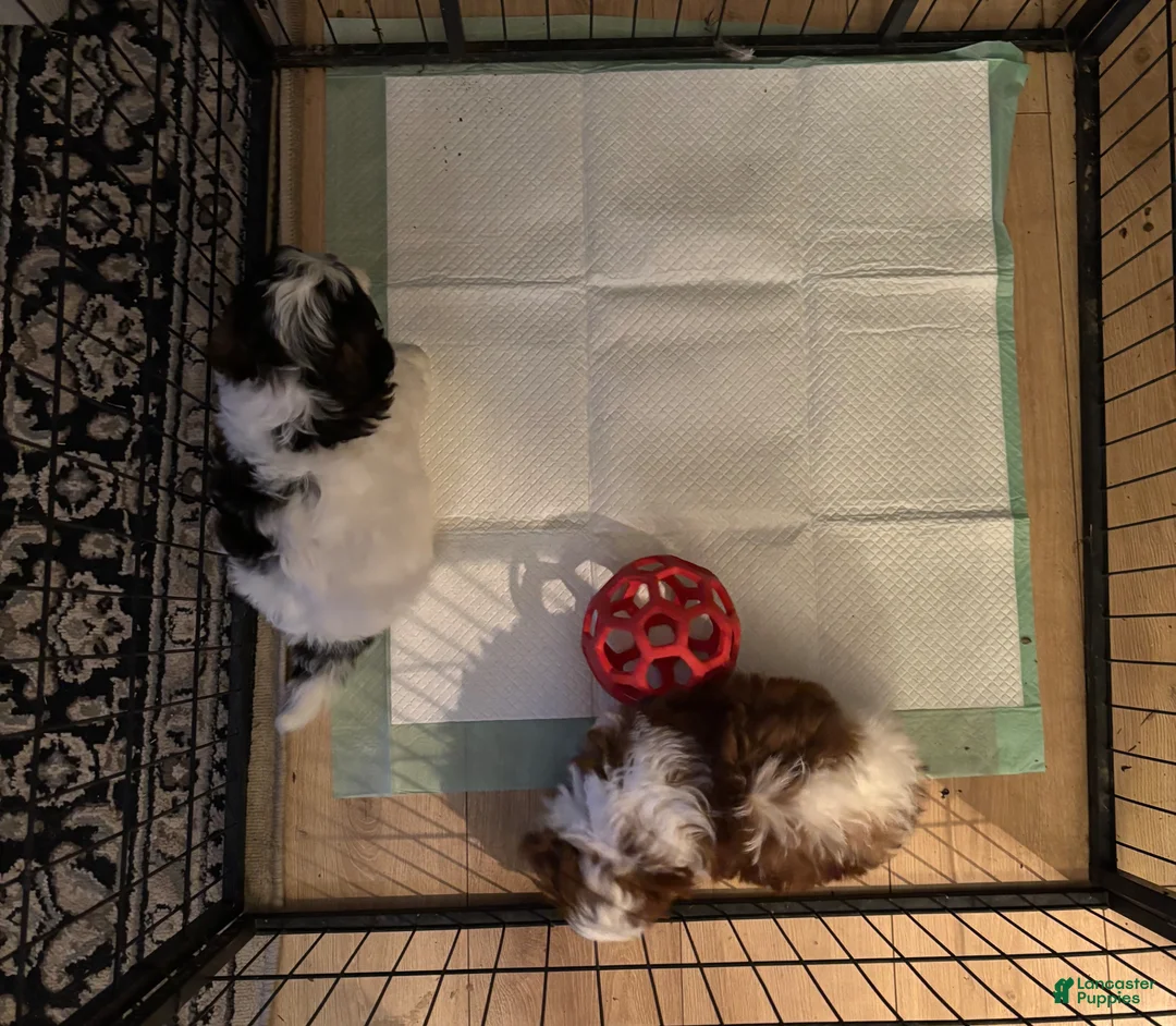 Shihpoo dogs for sale: Sushi - Ad 4